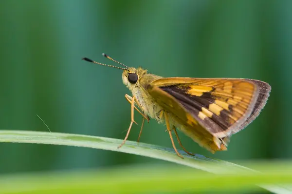 Butterfly Plant Indonesia — Stock Photo, Image