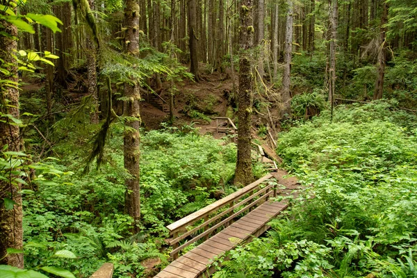 Rainforest Isola Vancouver Columbia Britannica Canada — Foto Stock