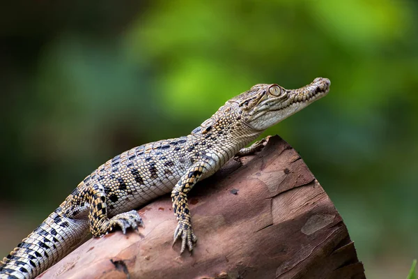 Crocodile Eau Salée Sur Une Bille Indonésie — Photo