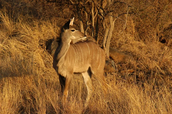 Güney Afrika Bir Kudu Madikwe Oyun Rezervi Portresi — Stok fotoğraf