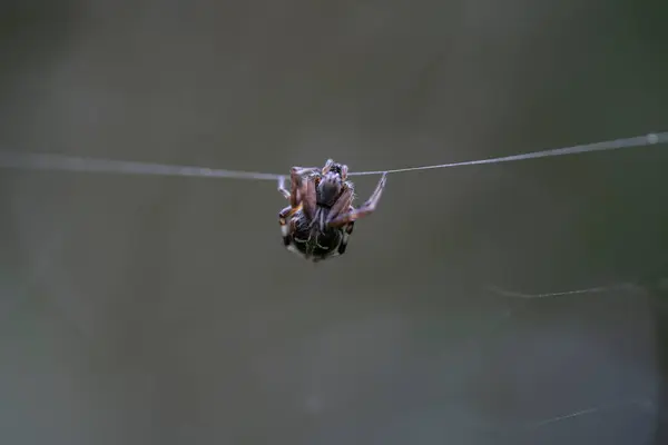 Gartenkugelspinne Auf Spinnenseide Brasilien — Stockfoto