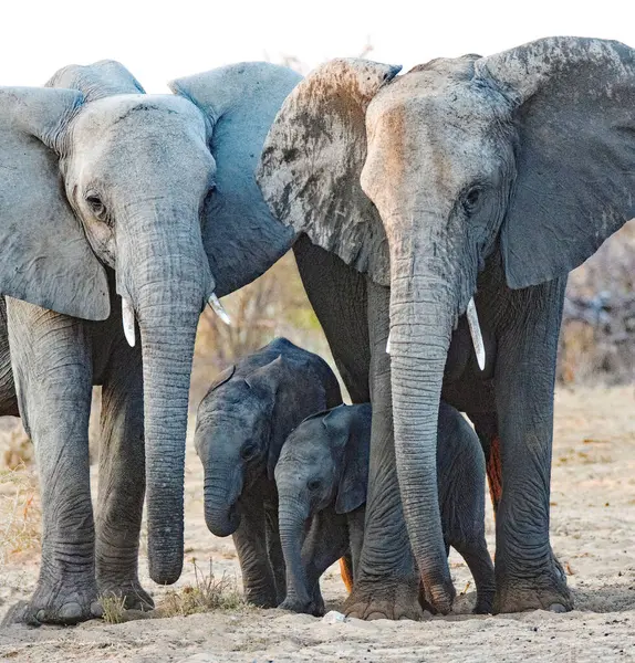 Two Elephants Elephant Cubs Etosha National Park Namibia — Stock Photo, Image