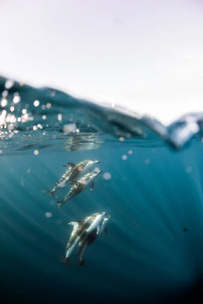米国カリフォルニア州水中で泳ぐイルカ — ストック写真