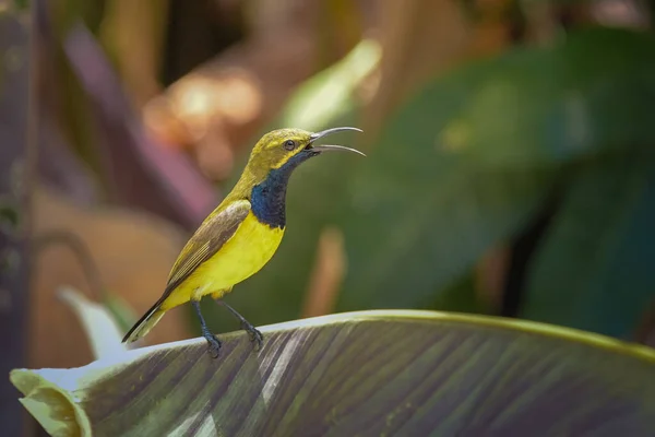 Belo Pássaro Colorido Sunbird Ramo Dia Ensolarado Indonésia — Fotografia de Stock