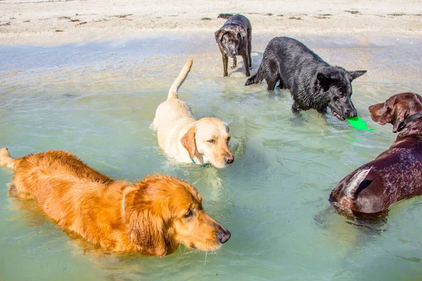 Vijf Honden Spelen Oceaan Met Een Plastic Speelgoed Verenigde Staten — Stockfoto