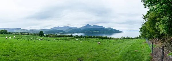 Owce Wypasane Polu Wzdłuż Arran Coastal Way Wyspa Arran Szkocja — Zdjęcie stockowe