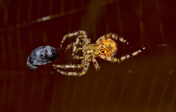 Orb Weaver Spider Capturing Horsefly Arizona Stany Zjednoczone Ameryki — Zdjęcie stockowe