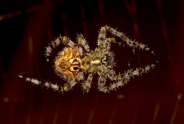 Portrait Orb Weaver Spider Arizona United States — Stock Photo, Image