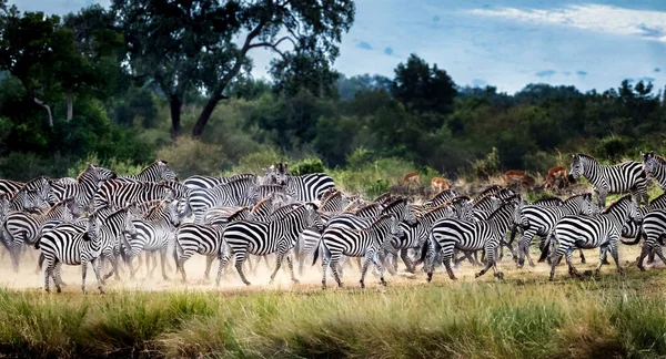 Troupeau Zèbres Dans Brousse Réserve Nationale Samburu Kenya — Photo