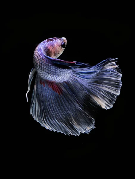 Krásná Barevná Betta Ryby Plavání Akváriu Tmavém Pozadí Zblízka — Stock fotografie