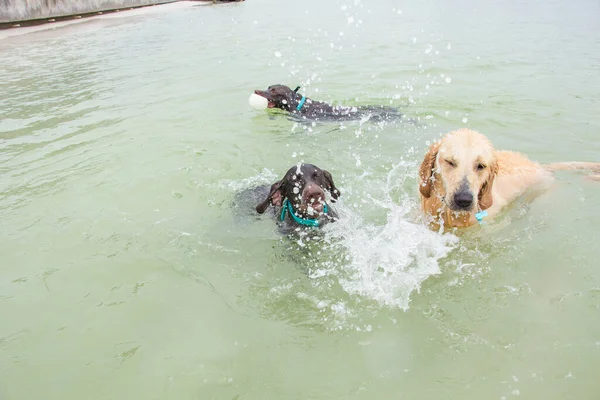 Tres Perros Jugando Océano Estados Unidos — Foto de Stock