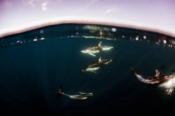 Dolphins Swimming Underwater California Usa — Stock Photo, Image