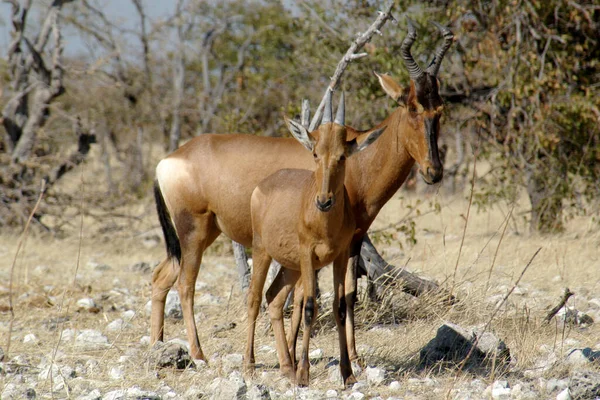 Twee Red Hartebeest Staan Bush Etosha National Park Namibië — Stockfoto