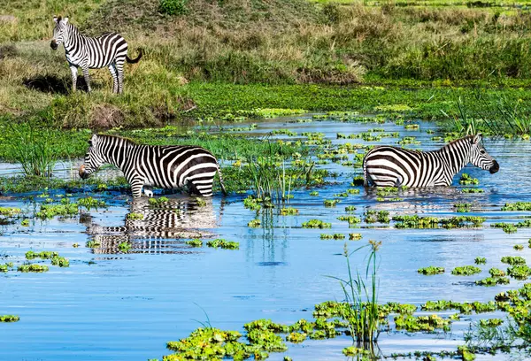 Três Zebras Rio Reserva Nacional Samburu Quênia — Fotografia de Stock