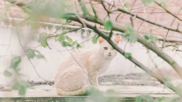 View White Cat Sitting Wall Trees — Stock Photo, Image
