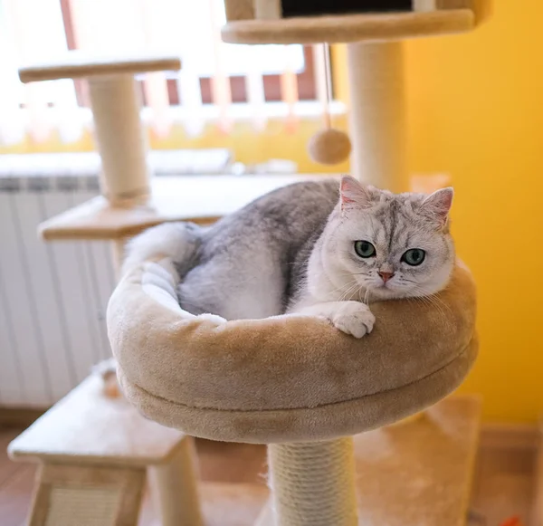 Britânico Gatinho Abreviado Deitado Cama Estimação Uma Árvore Escalada — Fotografia de Stock