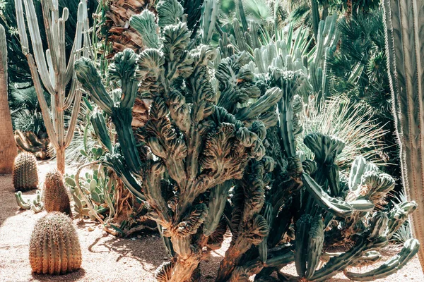 Primo Piano Cactus Che Crescono Giardino Spagna — Foto Stock