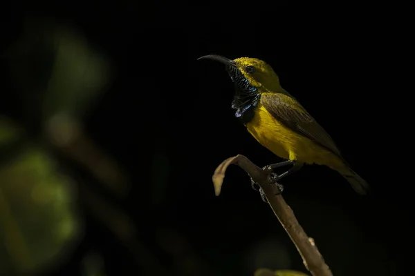 Vogel Hockt Auf Einem Ast Schatten Indonesien — Stockfoto