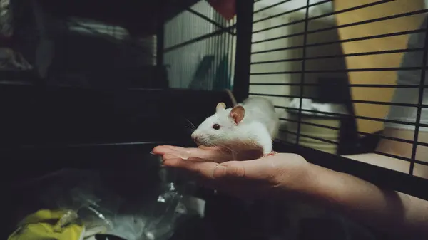 Woman Holding White Pet Rat Her Hand — Stock Photo, Image