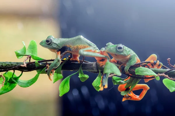 월레스가 개구리 인도네시아 나뭇가지에 — 스톡 사진
