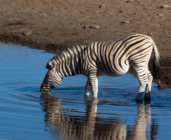 Zebra Áll Egy Víznyelőben Iszik Etosha Nemzeti Park Namíbia — Stock Fotó