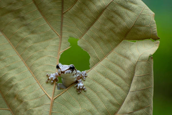 Amazone Grenouille Laitière Regardant Travers Trou Dans Une Feuille Indonésie — Photo