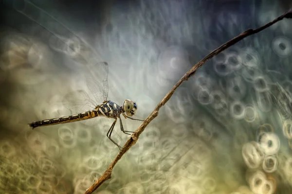 Close Dragonfly Twig Indonesia — Stock Photo, Image