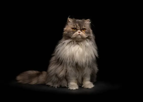 Portrait Fluffy Cat — Stock Photo, Image