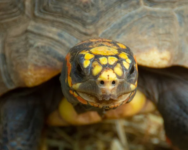 Nahaufnahme Einer Schildkröte Kanada — Stockfoto