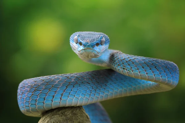 Close Blue Viper Snake Trimeresurus Insularis Branch Indonesia — Stock Photo, Image