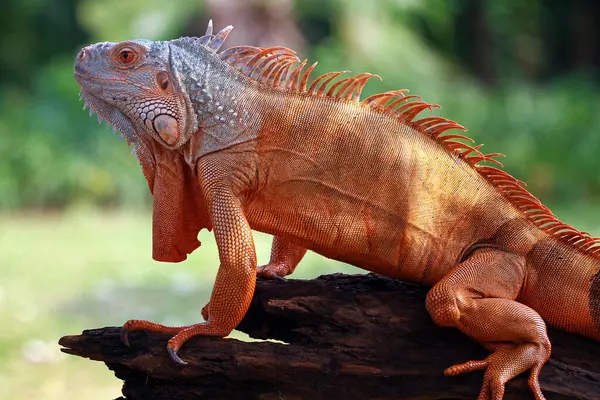 Portrait Iguana Branch Indonesia — Stock Photo, Image