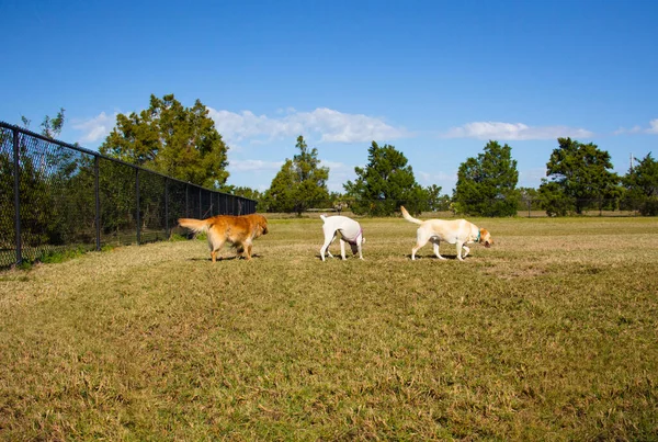 美国一个公园里有三只狗 — 图库照片