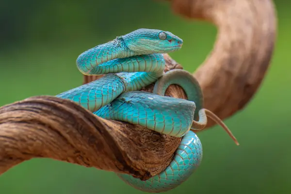 Blue White Lipped Pit Viper Trimeresurus Insularis Філії Індонезія — стокове фото