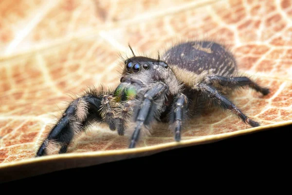 Close Uma Aranha Saltando Uma Folha Indonésia — Fotografia de Stock