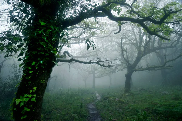 Árboles Bosque Nuboso Tarifa Cádiz Andalucía España —  Fotos de Stock