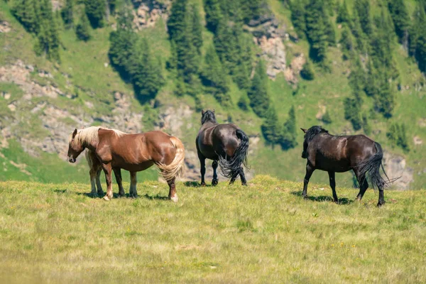 Dzikie Konie Alpach Austriackich Salzburg Austria — Zdjęcie stockowe