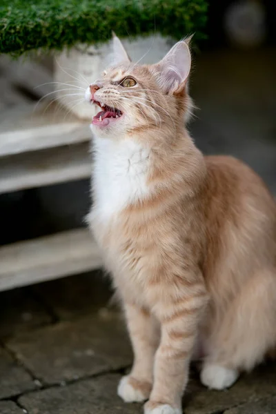 Portrait Maine Coon Kitten Garden Growling Ireland — Stock Photo, Image