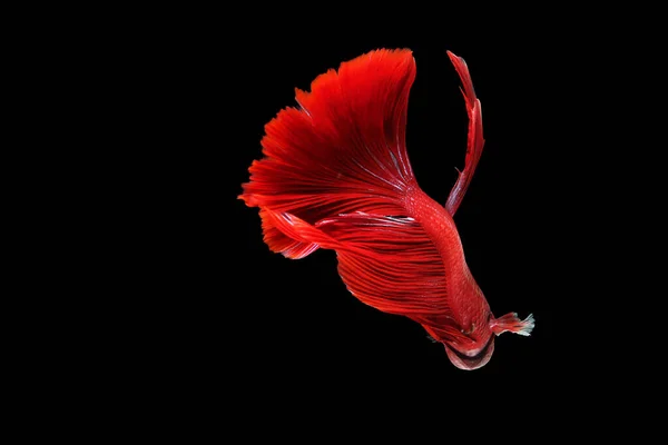 Schöner Roter Betta Fisch Schwimmt Aquarium Auf Dunklem Hintergrund Nahsicht — Stockfoto