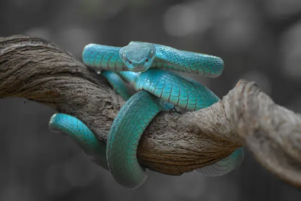 Μπλε Οχιά Λευκά Χείλη Trimeresurus Insularis Υποκατάστημα Ινδονησία — Φωτογραφία Αρχείου