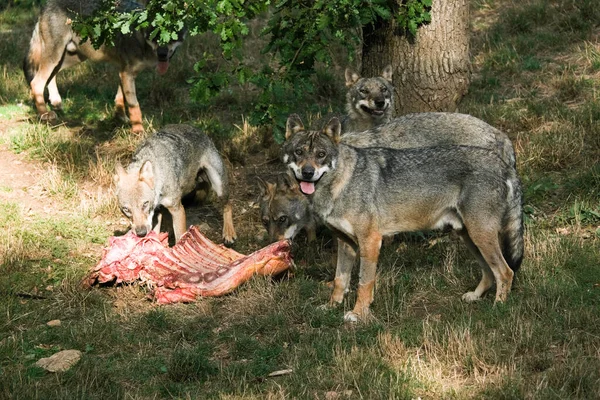 Cinco Lobos Alimentando Uma Carcaça França — Fotografia de Stock