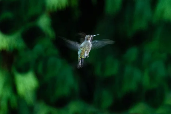 安娜蜂鸟飞行中 加拿大不列颠哥伦比亚省温哥华 — 图库照片
