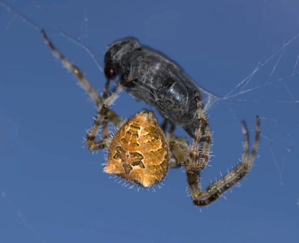 Orb Weaver Spider Capturing Horsefly Arizona Stati Uniti — Foto Stock