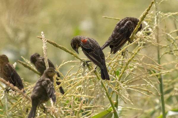 Rotflügelamseln Auf Maishalmen British Columbia Kanada — Stockfoto