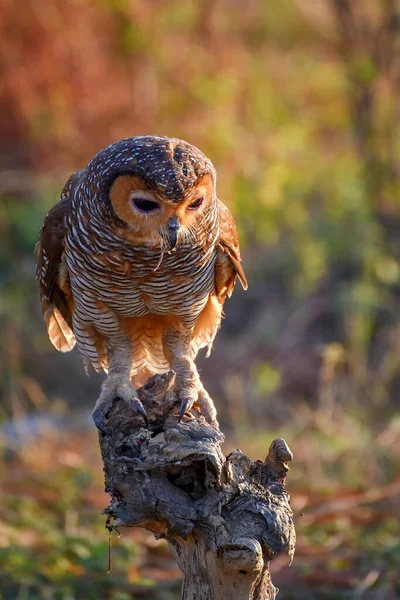 Portrait Hibou Sauvage Plumes Vue Rapprochée — Photo