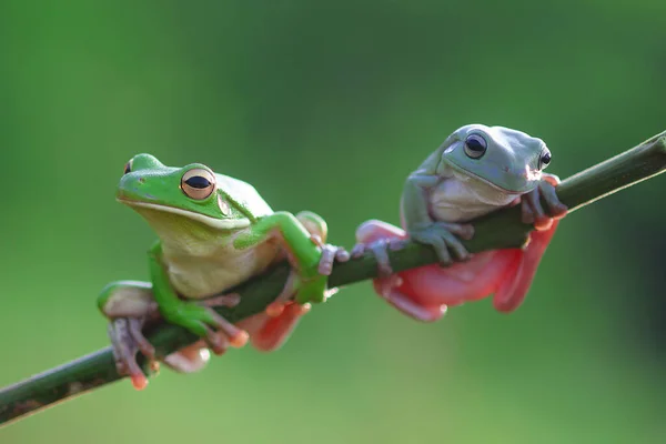 Dos Ranas Árbol Una Rama Indonesia — Foto de Stock