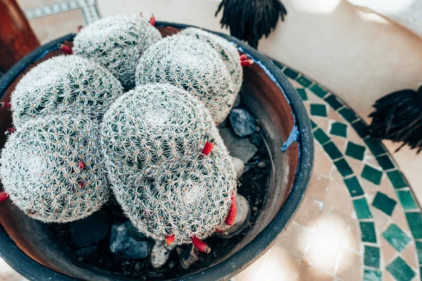 Primer Plano Los Cactus Que Crecen Plato —  Fotos de Stock
