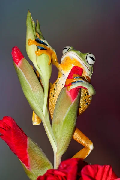 Żaba Latająca Rachophorus Reinwardtii Pączku Kwiatowym Indonezja — Zdjęcie stockowe