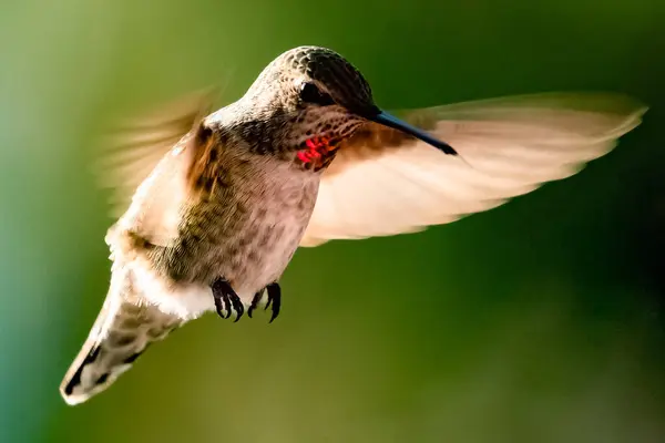 Colibrì Volo Vancouver Columbia Britannica Canada — Foto Stock