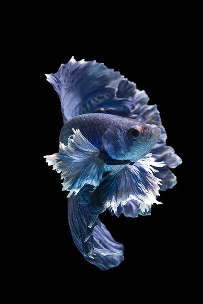 Красивая Красочная Рыба Бетта Плавание Аквариуме Темном Фоне Близкий Вид — стоковое фото