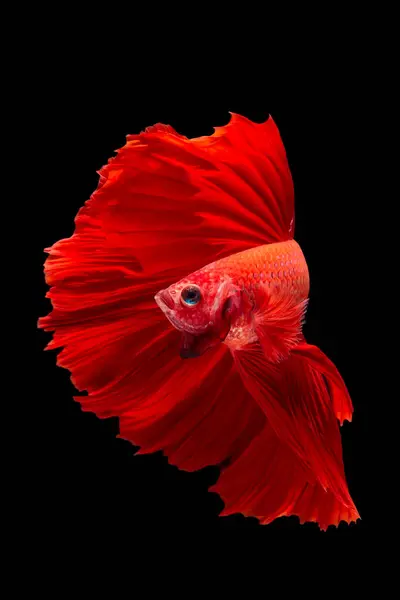 Gyönyörű Színes Betta Hal Úszás Akváriumban Sötét Háttér Közelről — Stock Fotó